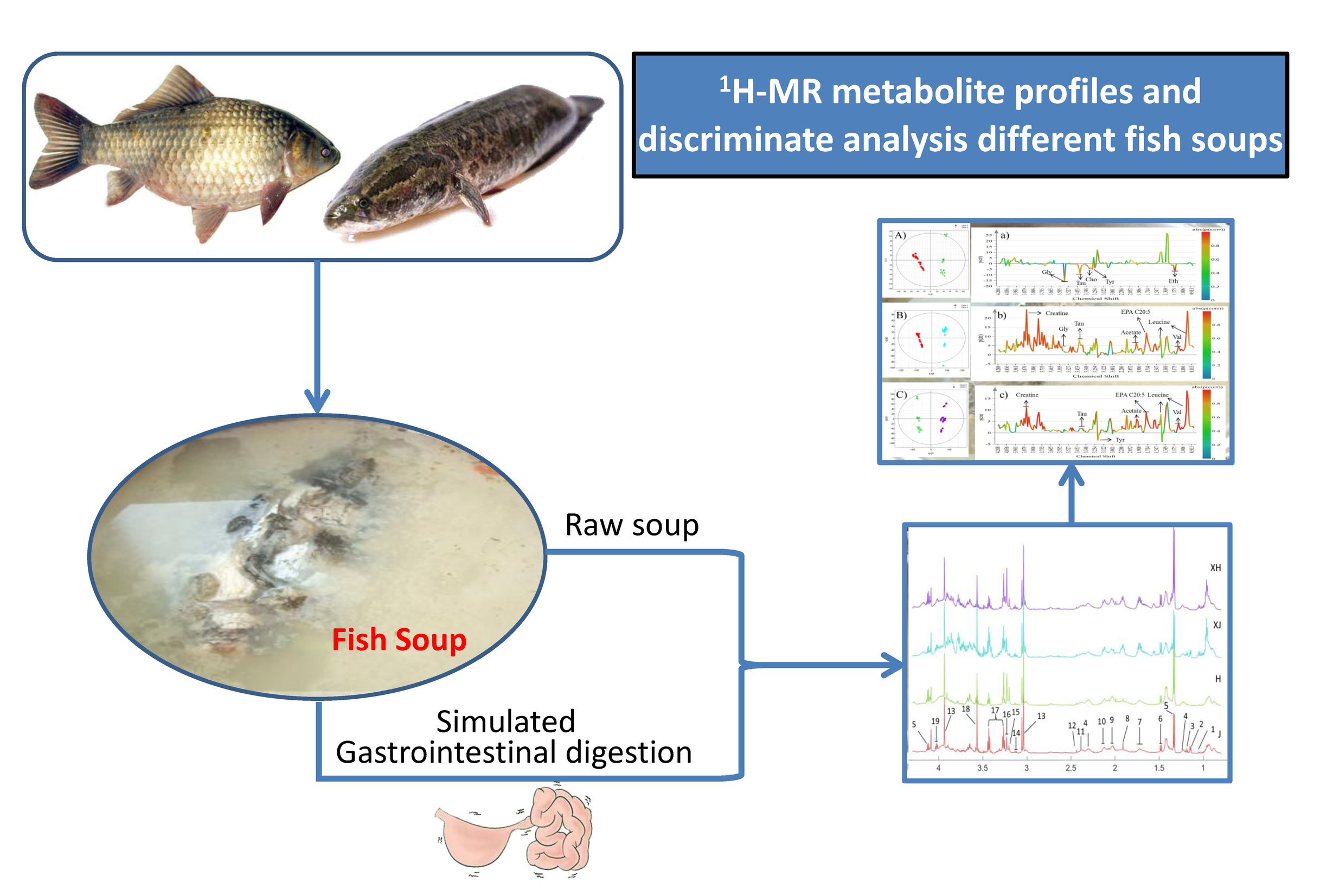 1h Nmr Metabolite Profiles And Discriminate Analysis Of Two Different Kinds Of Freshwater Fish Soups Before And After In Vitro Gastrointestinal Digestion V1 Preprints