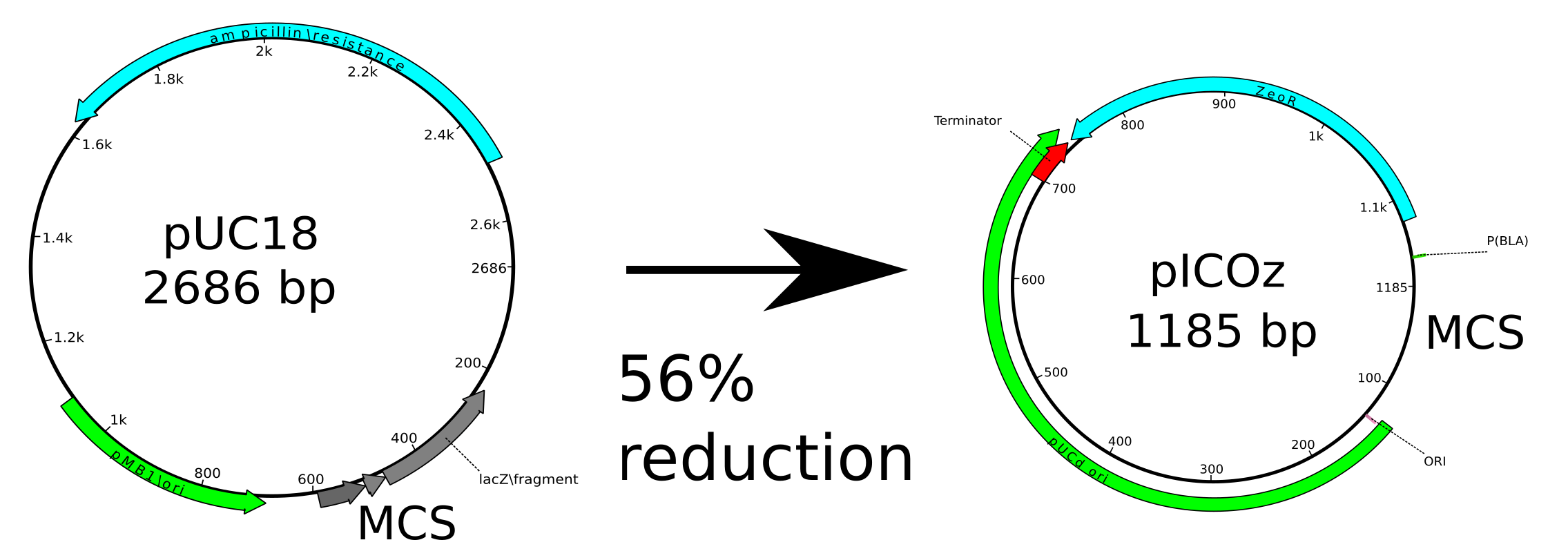 Engineering A Minimal Cloning Vector From A Puc18 Plasmid Backbone With An Extended Multiple Cloning Site V2 Preprints