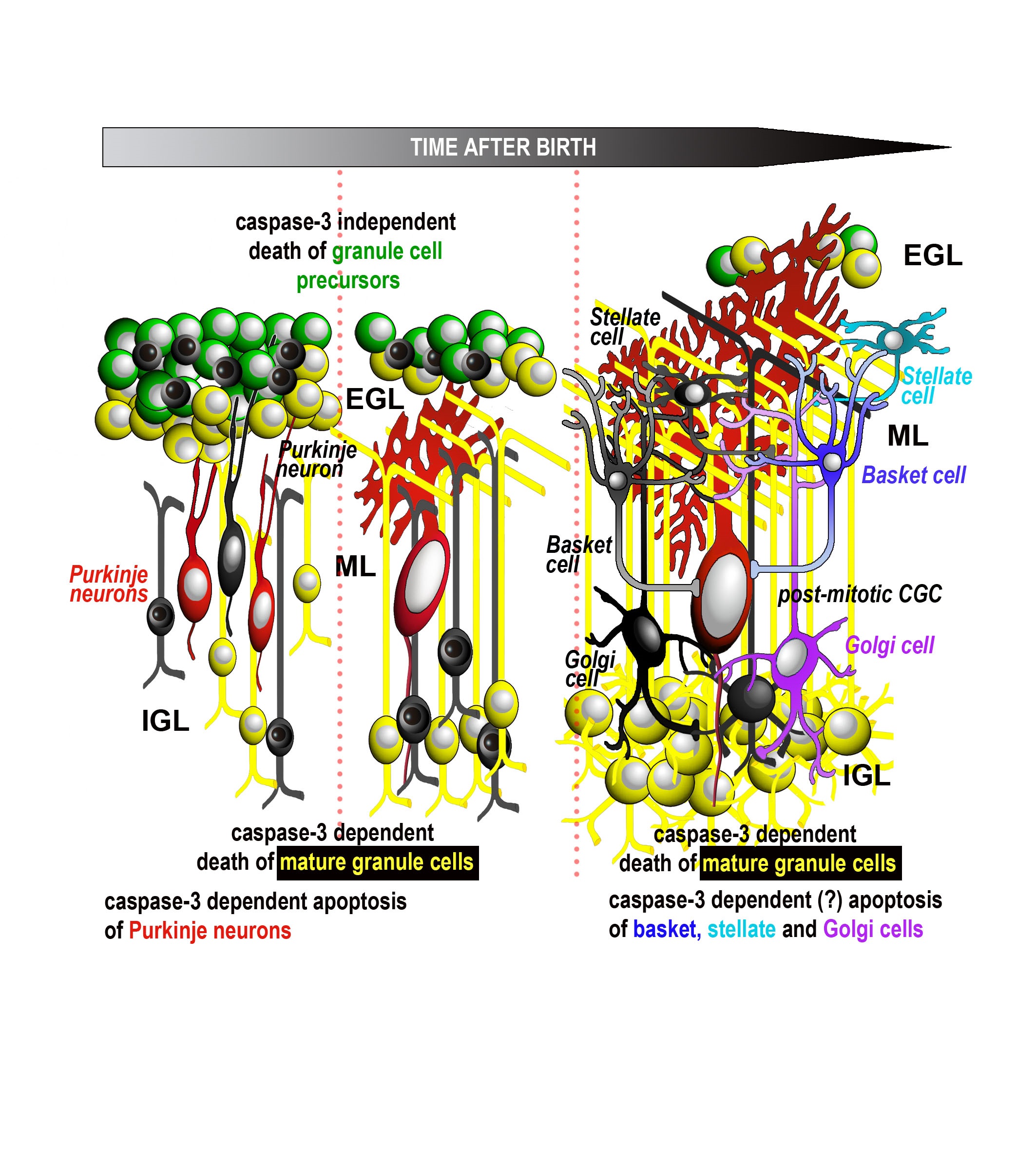 Caspase 3 Mediated Cell Death In The Normal Development Of The Mammalian Cerebellum V1 Preprints