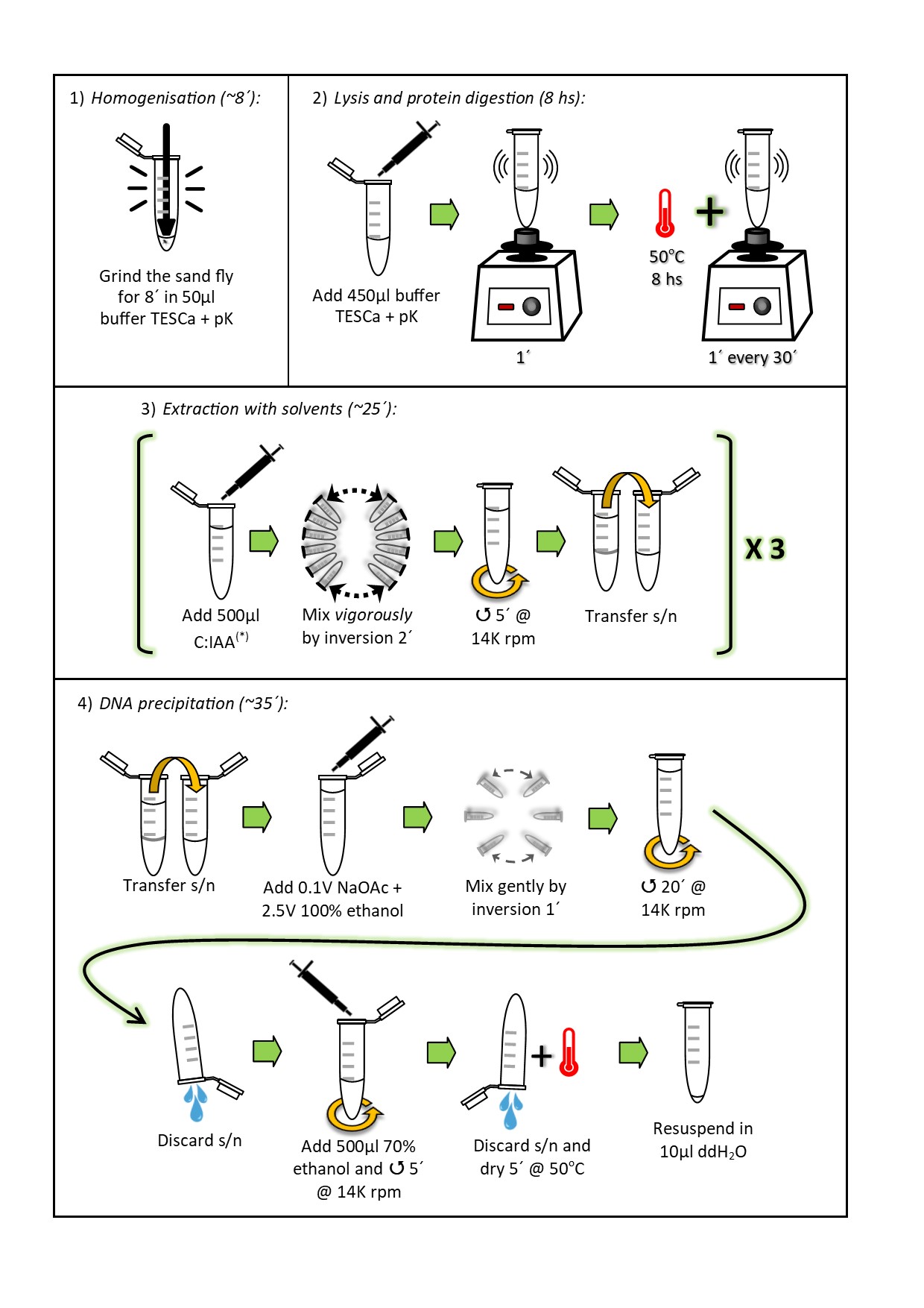 Optimisation Of Dna Extraction From Individual Sand Flies For Pcr Amplification V1 Preprints