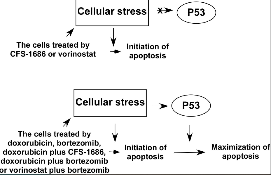 P53 Reaction To Cellular Stress Maximizes Apoptosis In Glioblastoma V1 Preprints