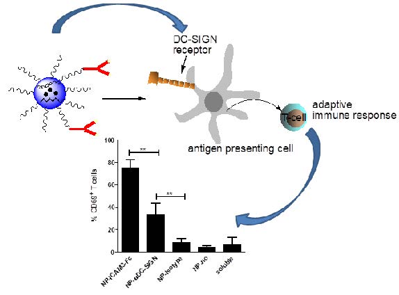 Icam3 Fc Outperforms Receptor Specific Antibodies Targeted Nanoparticles To Dendritic Cells For Cross Presentation V1 Preprints