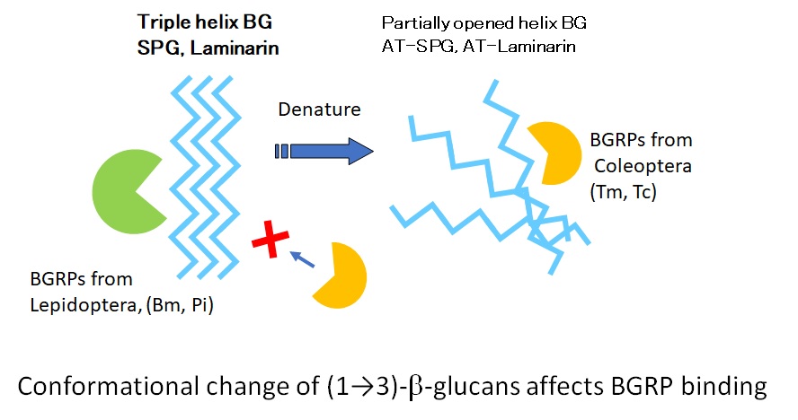 N Terminal 1 3 B D Glucan Recognition Proteins From Insects Recognize The Difference In Ultra Structures Of 1 3 B D Glucan V1 Preprints