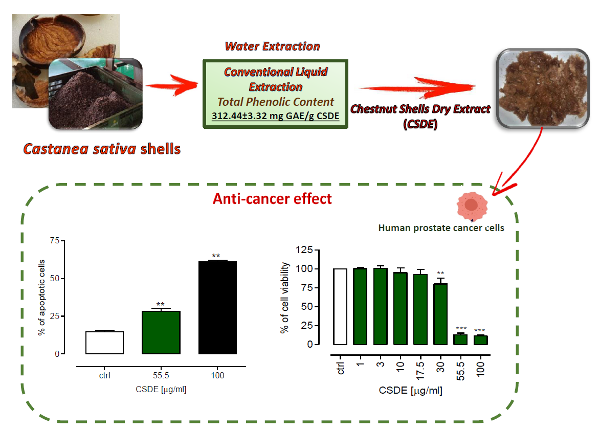 Castanea Sativa Mill Shells Aqueous Extract Exhibits Anticancer Properties Inducing Cytotoxic And Pro Apoptotic Effects V1 Preprints