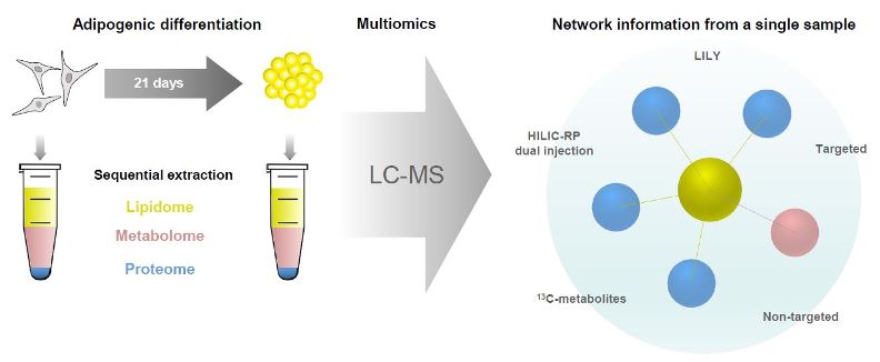 The Power Of Lc Ms Based Multiomics Exploring Adipogenic Differentiation Of Human Mesenchymal Stem Stromal Cells V1 Preprints