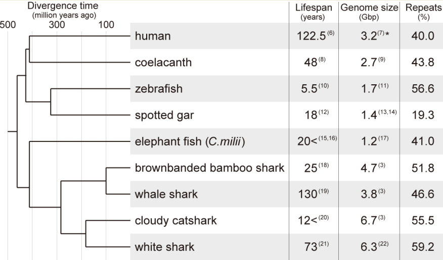 Unbiasing In The Genome Analysis Of Iconic Shark Species V1 Preprints