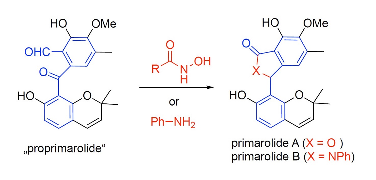 Proposed Biosynthesis Of Primarolides A And B From A Common 2 Formylbenzophenone Precursor V1 Preprints