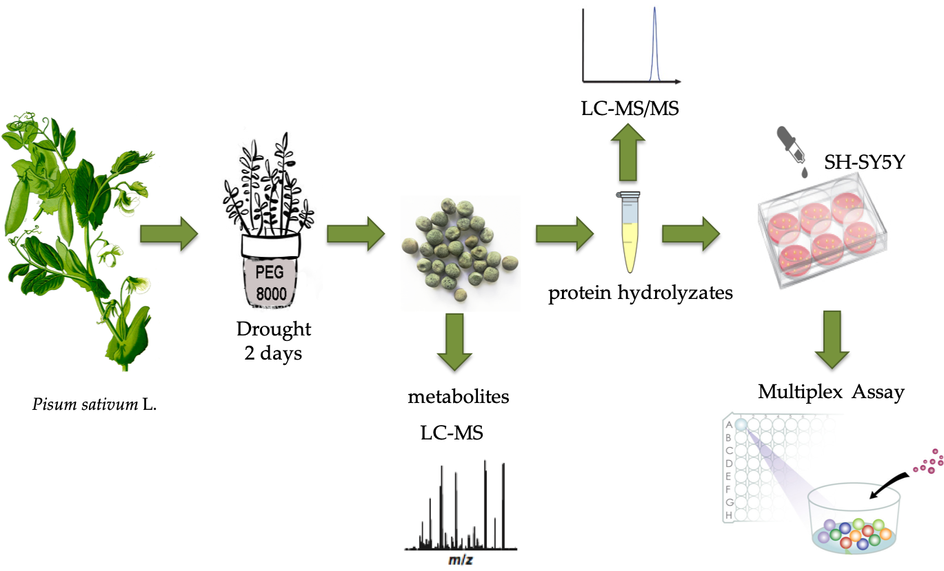 Drought Related Changes In The Metabolism And Nutritional Properties Of Mature Pea Pisum Sativum L Seeds In The Context Of Protein Glycation V1 Preprints