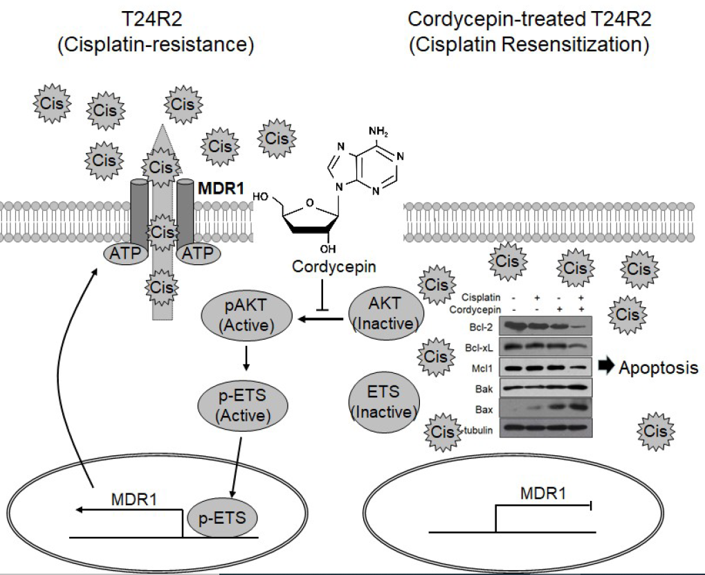 Cordycepin Resensitizes T24r2 Cisplatin Resistant Human Bladder Cancer Cell To Cisplatin By Inhibiting The Akt Mediated Ets 1 Activation V1 Preprints