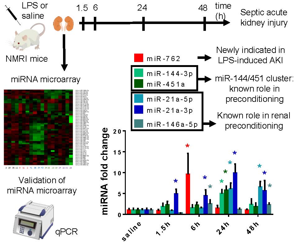Time Dependent Mirna Profile In The Mouse Kidney During Lps Preconditioning V1 Preprints