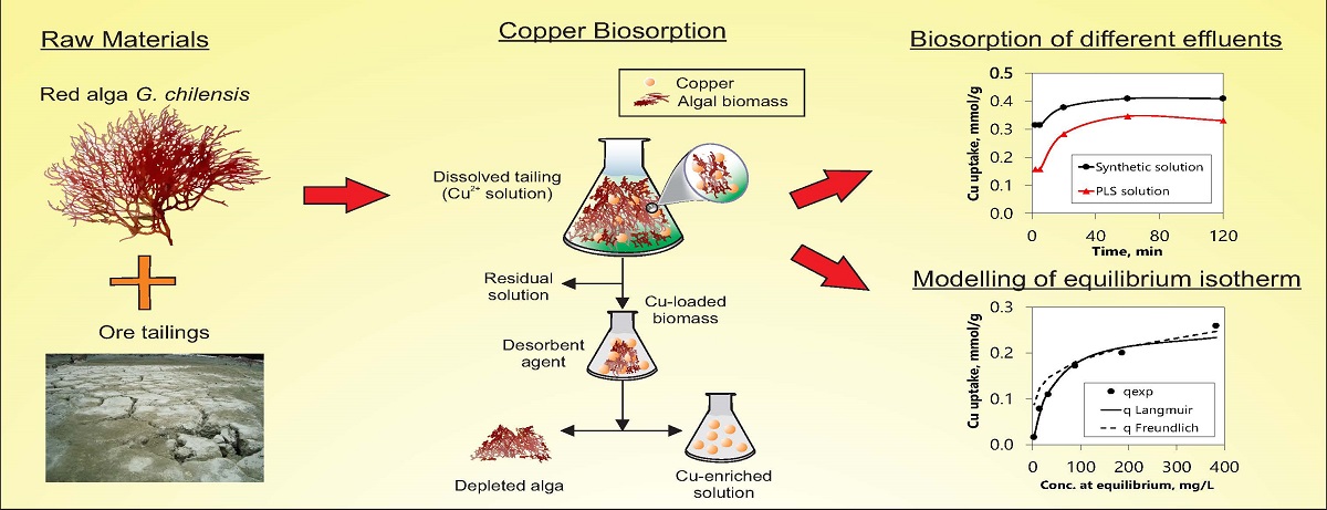Recovery Of Copper From Leached Tailing Solutions By Biosorption V1 Preprints