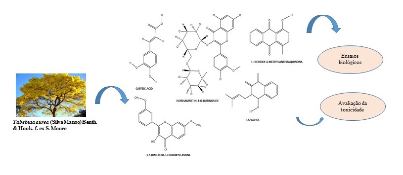 Bioprospection Of Tabebuia Aurea Silva Manso Benth Hook F Ex S Moore Chemical Biological And Toxicity Studies V1 Preprints