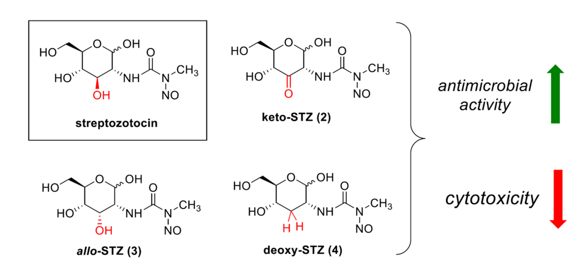 Selective Modification Of Streptozotocin At The C3 Position To Improve Its Bioactivity As Antibiotic And Reduce Its Cytotoxicity Towards Insulin Producing B Cells V1 Preprints