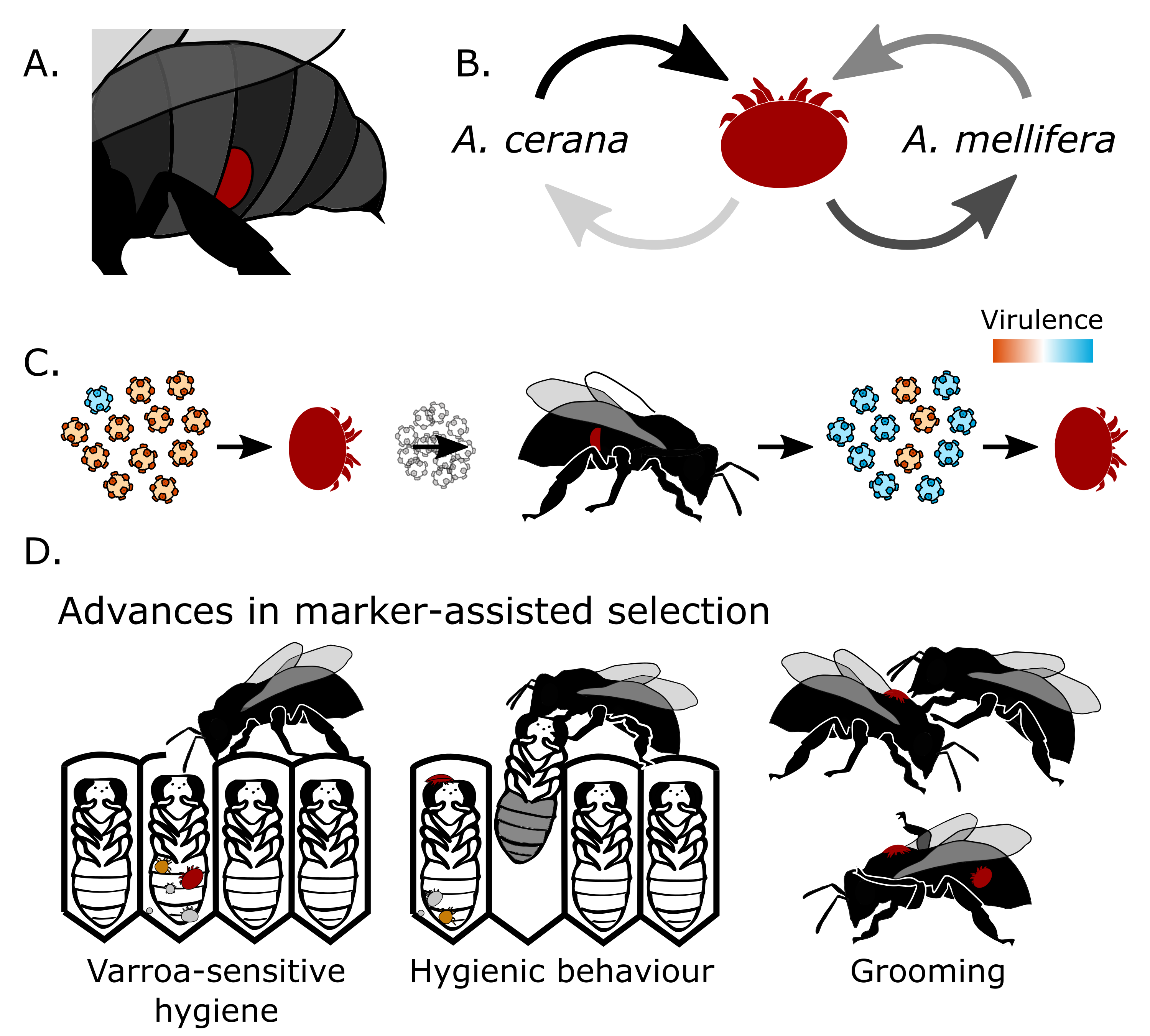 Varroa Destructor A Complex Parasite Crippling Honey Bees Worldwide V2 Preprints