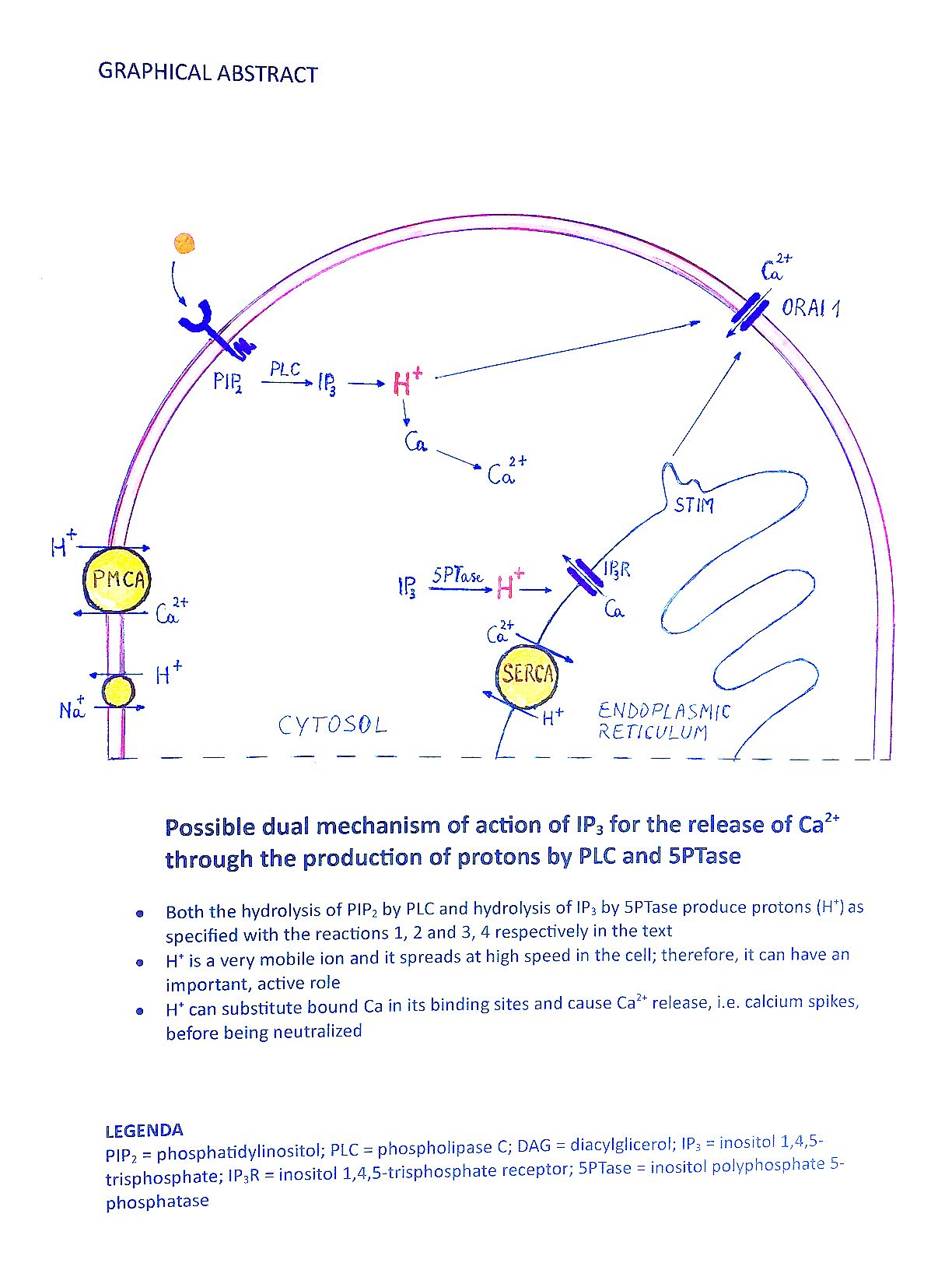 Role Of Protons In Calcium Signaling V1 Preprints