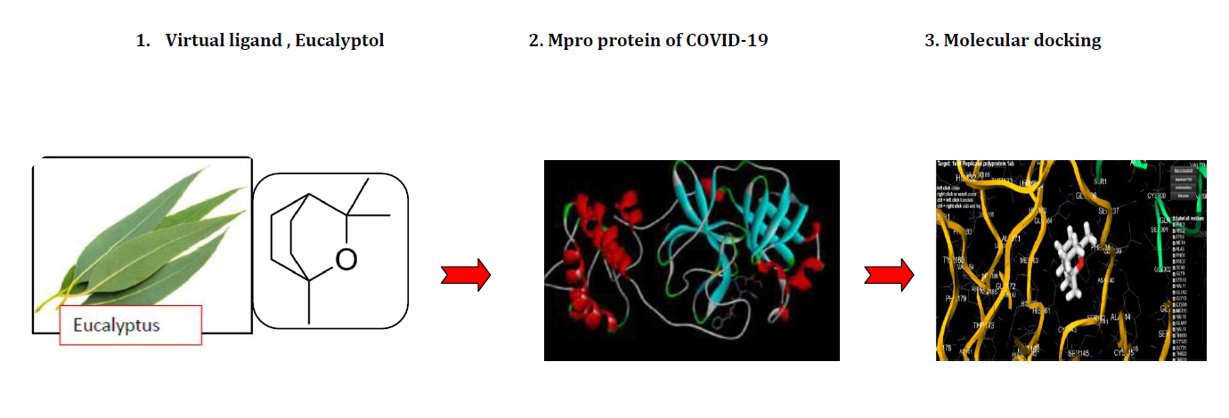 Eucalyptol 1 8 Cineole From Eucalyptus Essential Oil A Potential Inhibitor Of Covid 19 Corona Virus Infection By Molecular Docking Studies V1 Preprints