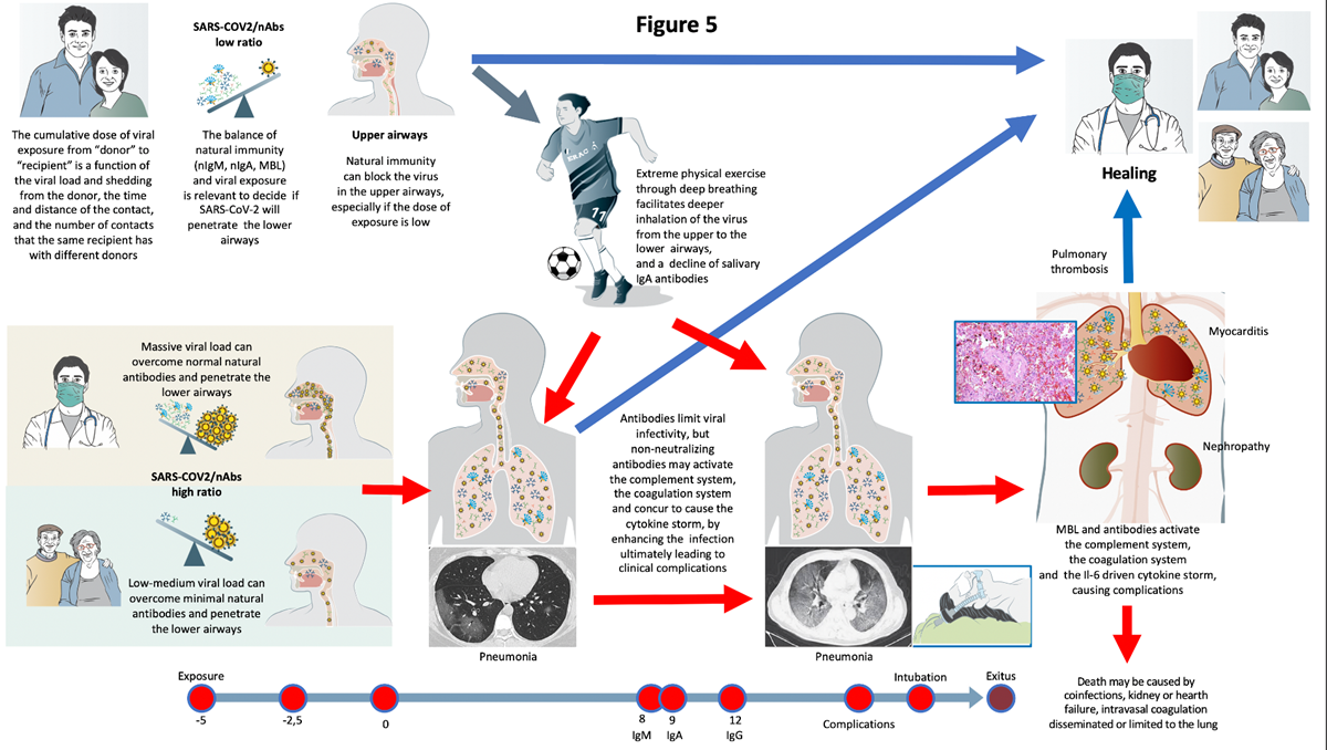 The First Comprehensive Immunological Model Of Covid 19 Implications For Prevention Diagnosis And Public Health Measures V1 Preprints