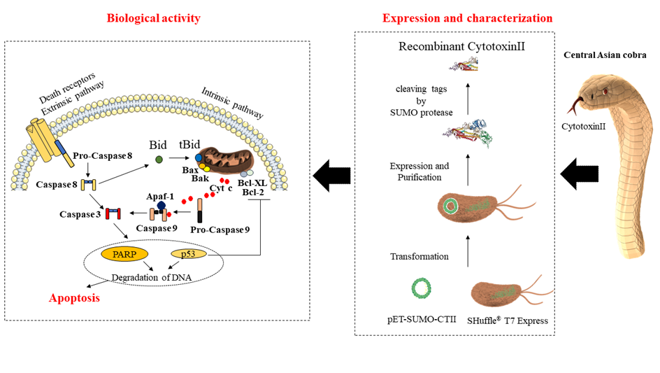 Expression And Characterization Of A Novel Recombinant Cytotoxin Ii From Naja Naja Oxiana Venom A Potential Treatment For Breast Cancer V1 Preprints