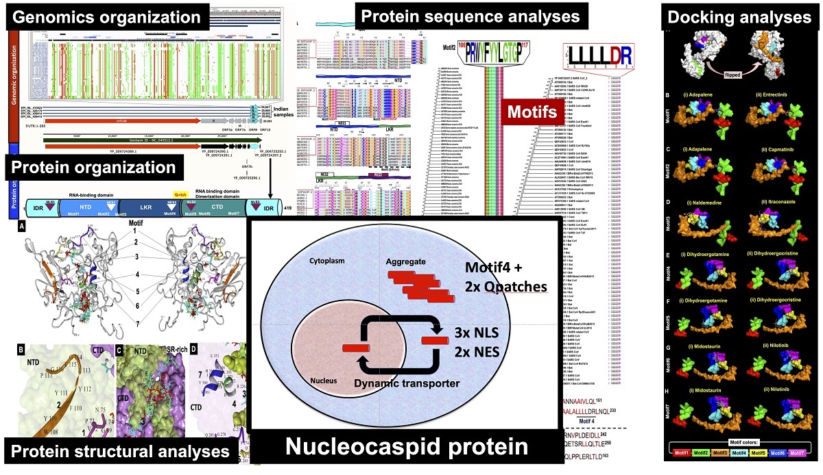 Characterization Of Nucleocapsid N Protein From Novel Coronavirus Sars Cov 2 V1 Preprints