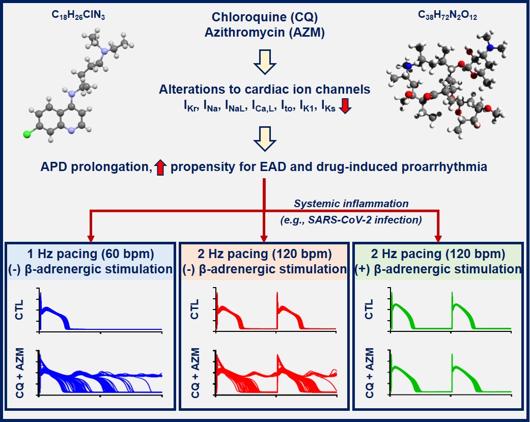 Beta Adrenergic Receptor Stimulation Limits The Cellular Proarrhythmic Effects Of Chloroquine And Azithromycin V1 Preprints