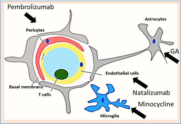 Drugs Modulating Cd4 T Cells Blood Brain Barrier Interaction In Alzheimer S Disease V1 Preprints