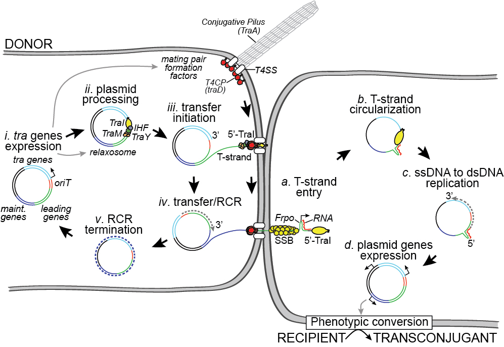 Bacteria Dna Conjugation From The Cellular To The Community Level V1 Preprints