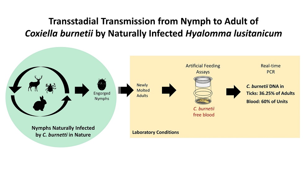 Transstadial Transmission From Nymph To Adult Of Coxiella Burnetii By Naturally Infected Hyalomma Lusitanicum V1 Preprints