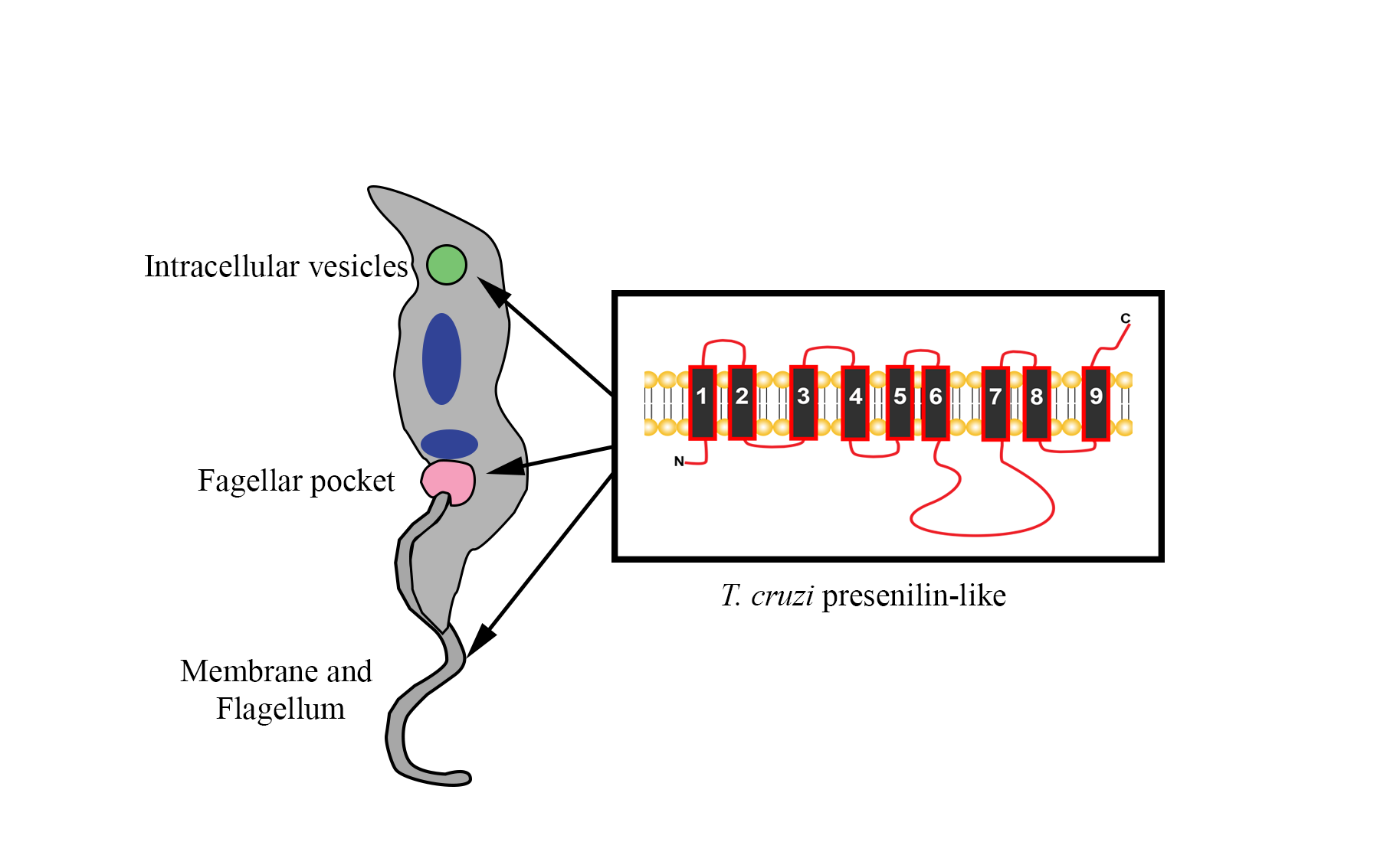 Trypanosoma Cruzi Presenilin Like Transmembrane Aspartyl Protease Characterization And Cellular Localization V1 Preprints