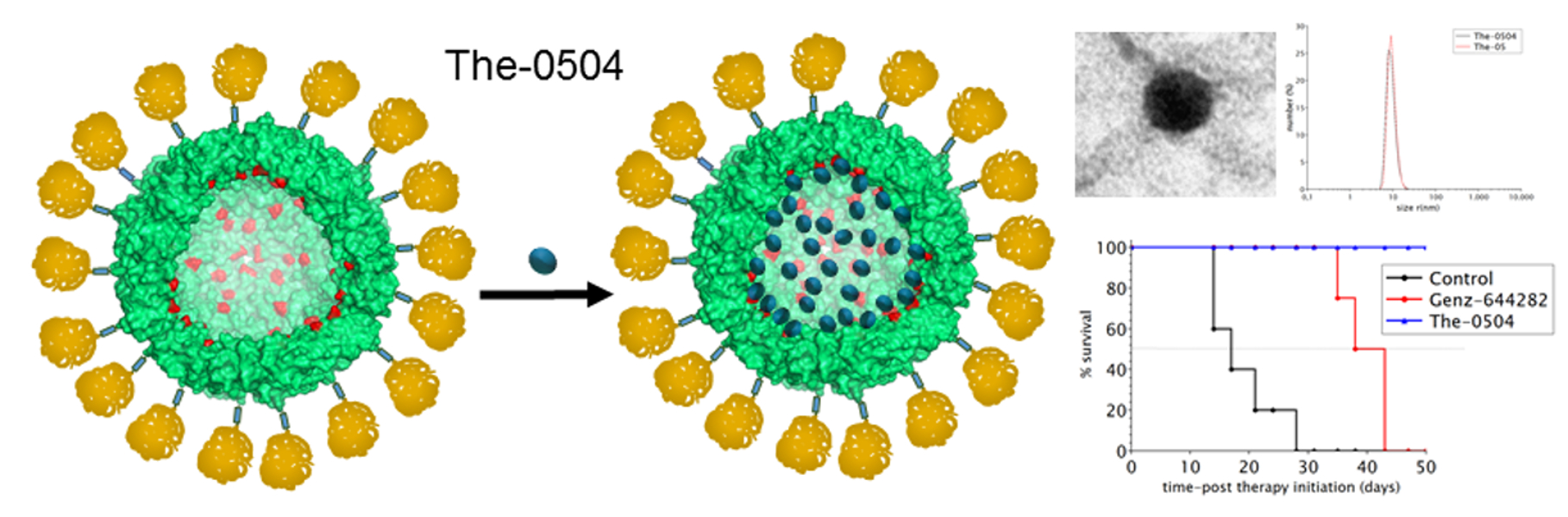 Engineered Human Nanoferritin Bearing The Drug Genz 6442 For Cancer Therapy V1 Preprints