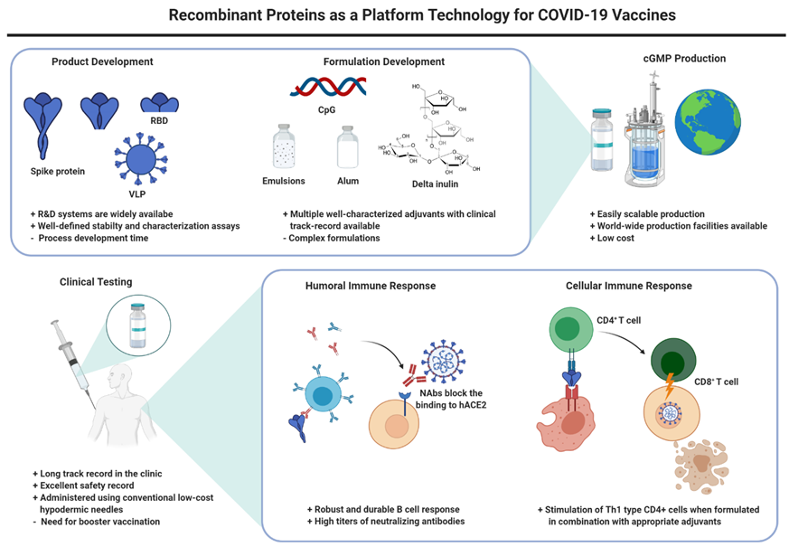 Recombinant Protein Vaccines A Proven Approach Against Coronavirus Pandemics V1 Preprints