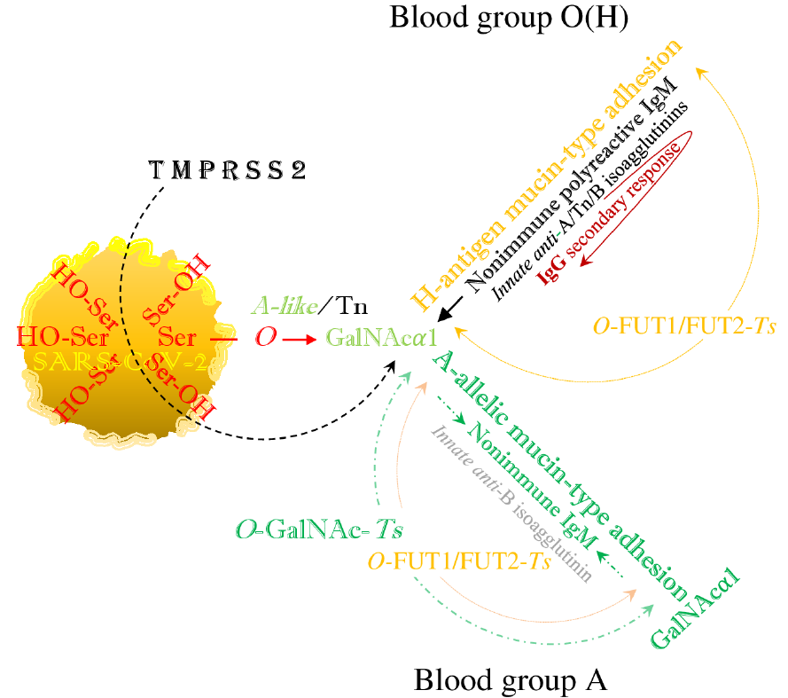 Why Blood Group A Individuals Are At Risk Whereas Blood Group O Individuals Might Be Protected From Sars Cov 2 Covid 19 Infection A Hypothesis Regarding How The Virus Invades The Human Body Via Abo H