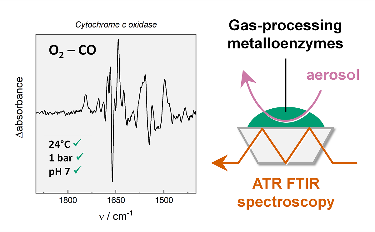 Operando Infrared Spectroscopy For The Analysis Of Gas Processing Metalloenzymes V1 Preprints