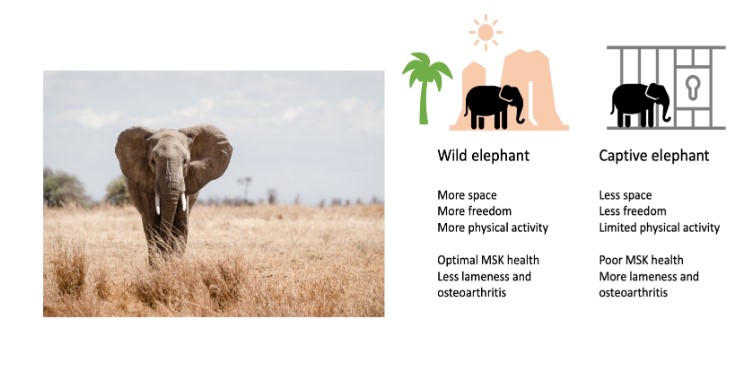 Elephants Mobility And Captivity What Can These Mighty And Majestic Animals Teach Us About Joint Health And Osteoarthritis V1 Preprints