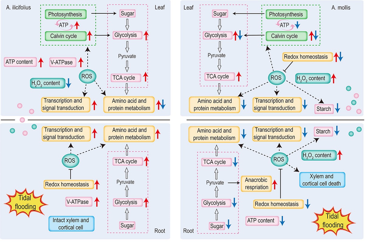 Physiological And Comparative Proteomic Analyses Provide Insight Into The Differential Responses Of Acanthus Ilicifolius And Its Relative Acanthus Mollis To Tidal Flooding Stress V1 Preprints