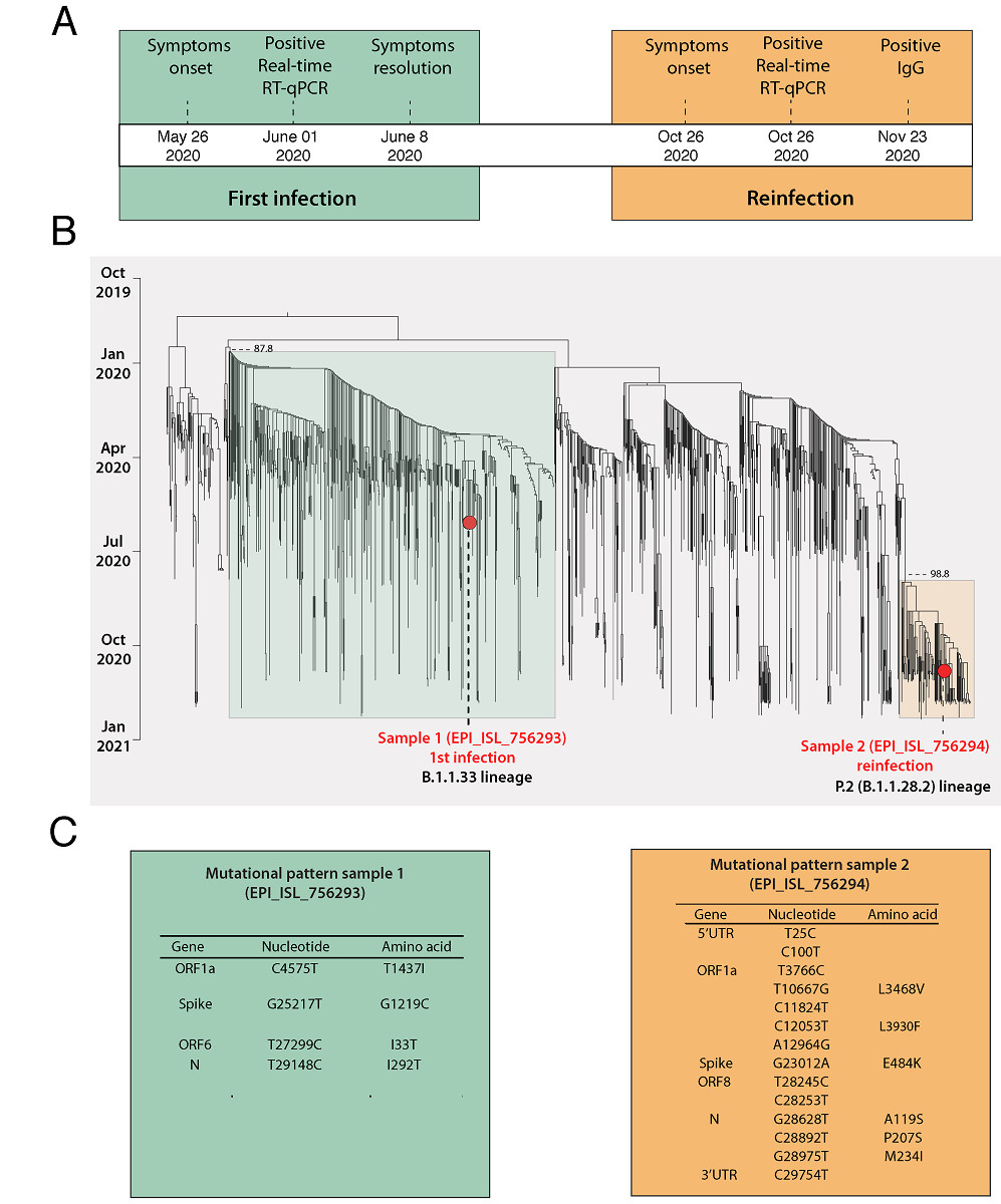 Genomic Evidence Of A Sars Cov 2 Reinfection Case With E484k Spike Mutation In Brazil V2 Preprints