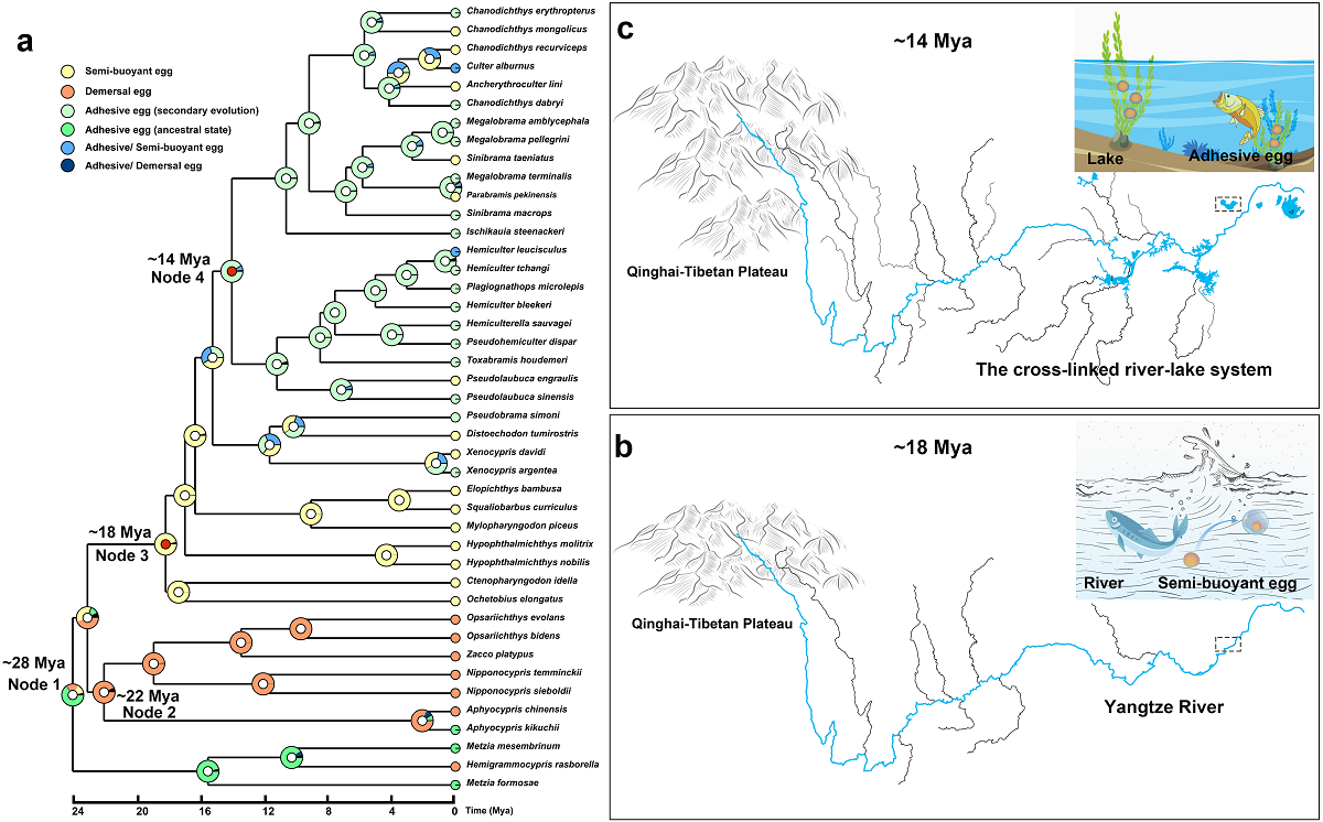 Mid Miocene Formation Of The Yangtze River Lake System Revealed By Ancestral Spawning Reconstruction Of Endemic Cyprinids V1 Preprints