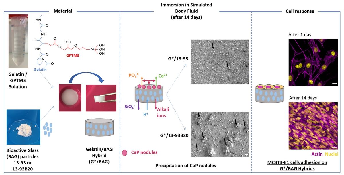 New Generation Of Hybrid Materials Based On Gelatin And Bioactive Glass Particles For Bone Tissue Engineering V1 Preprints