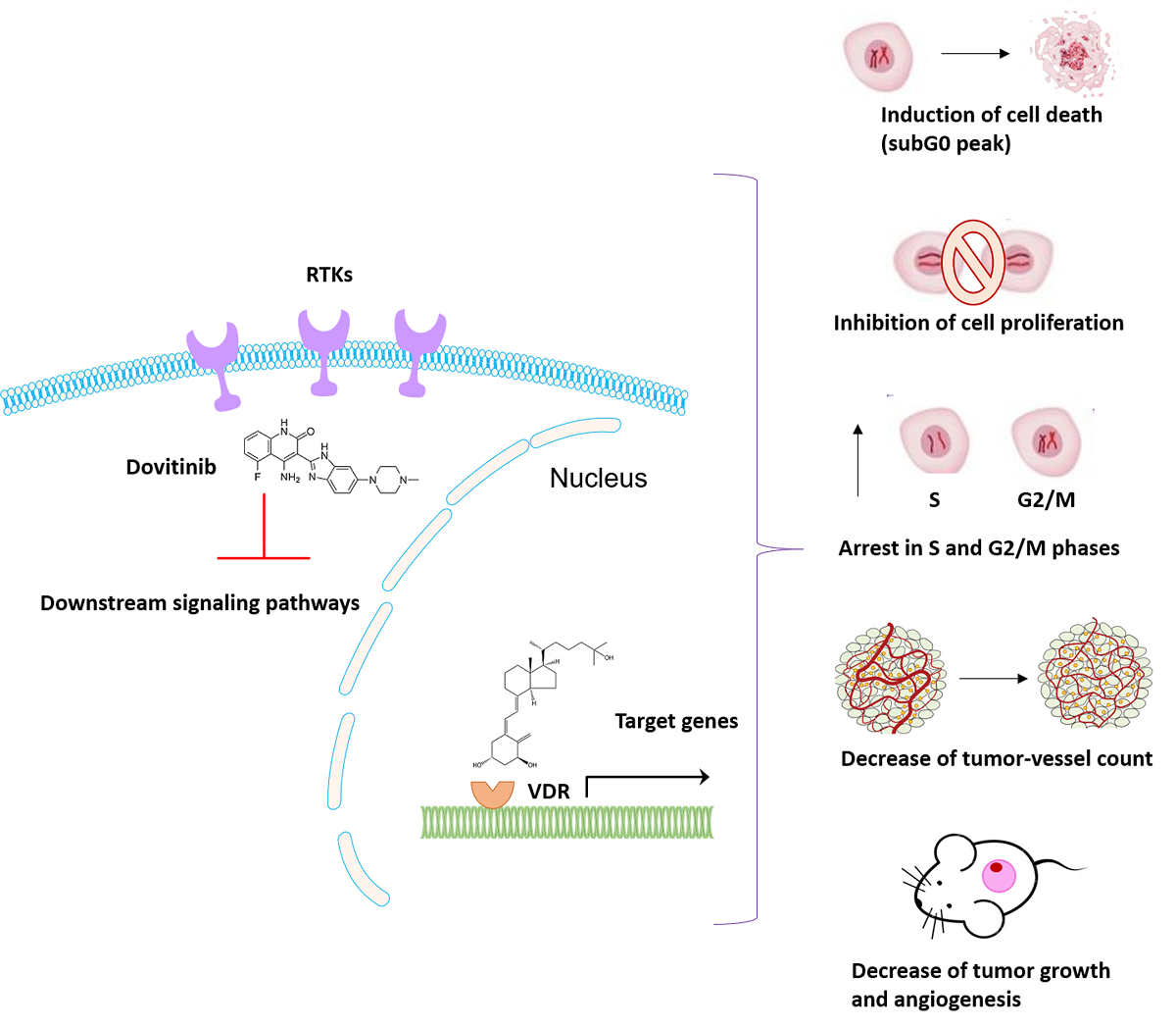 Antitumoral Effects Of Dovitinib In Triple Negative Breast Cancer Are Synergized By Calcitriol In Vivo And In Vitro V1 Preprints