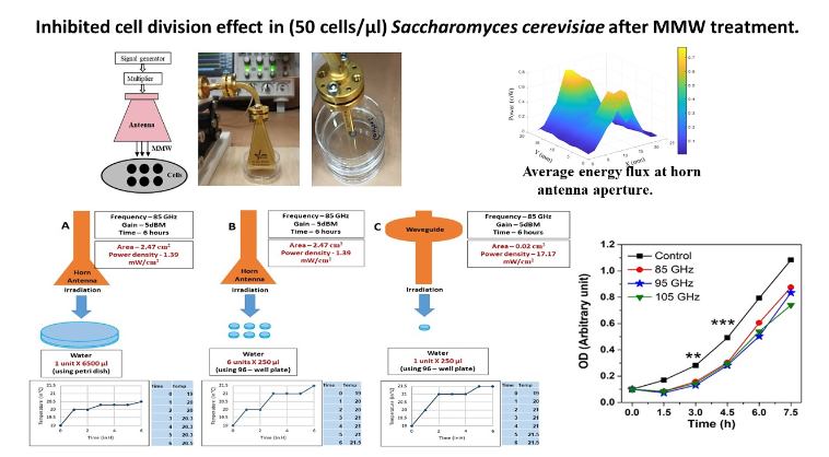 Non Thermal Millimeter Waves Non Ionizing Radiation Of Saccharomyces Cerevisiae Insights And Interactions V2 Preprints