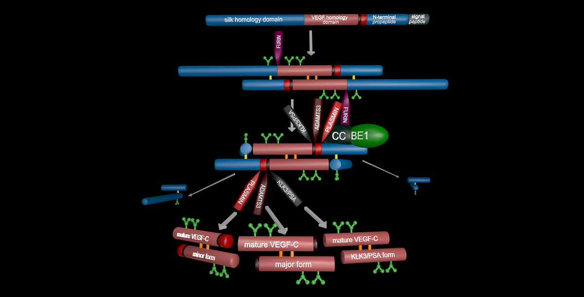 The Proteolytic Activation Of Vascular Endothelial Growth Factors V1 Preprints