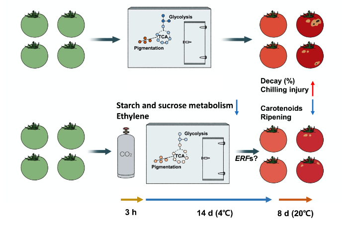 Carbon Dioxide Pretreatment On Tomatoes Before Cold Storage Synergistically Delays Ripening Through Transcriptional Change Of Ethylene Related Genes And Respiration Related Metabolisms V1 Preprints