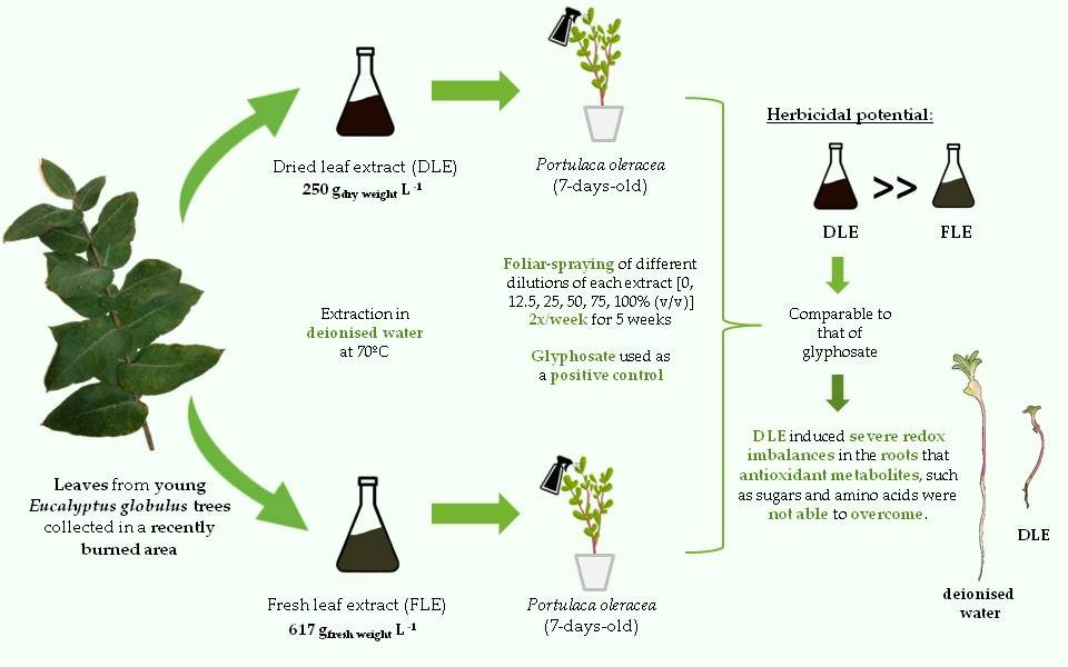 Aqueous Extracts Prepared With Young E Globulus Leaves As A Biocide A Novel Post Fire Management Strategy Of Eucalyptus Stands V1 Preprints