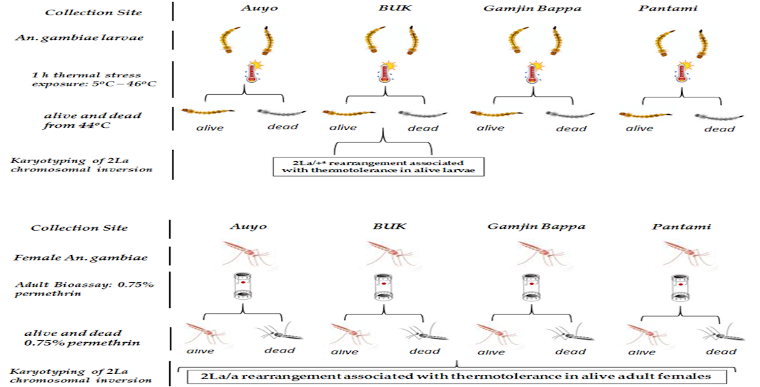 2la Paracentric Chromosomal Inversion And Overexpressed Metabolic Genes Enhance Thermotolerance And Pyrethroid Resistance In The Major Malaria Vector Anopheles Gambiae V1 Preprints