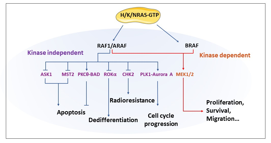 Hidden Targets In Raf Signalling Pathways To Block Oncogenic Ras Signalling V1 Preprints
