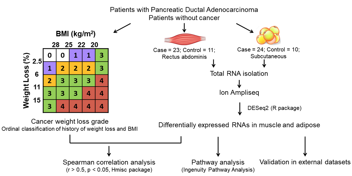 Profiling Of Matched Adipose And Skeletal Muscle In Human Pancreatic Cancer Cachexia Reveals Distinct Gene Profiles With Convergent Pathways V1 Preprints