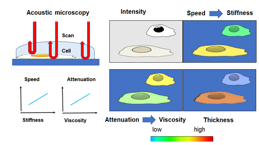 Cellular Imaging With Structural And Mechanical Alterations Against External Stimuli Using Scanning Acoustic Microscopy V2 Preprints