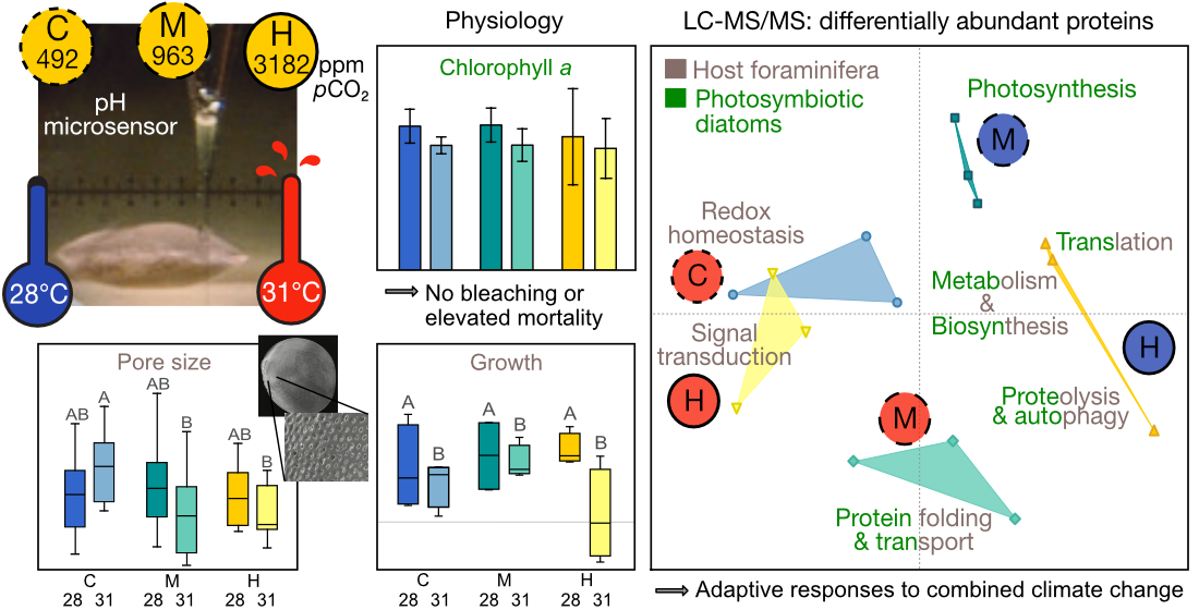 Divergent Proteomic Responses Offer Insights Into Resistant Physiological Responses Of A Reef Foraminifera To Climate Change Scenarios V1 Preprints