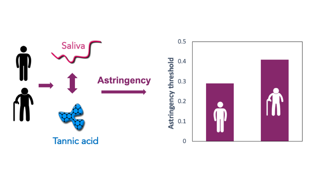 Astringency Sensitivity To Tannic Acid Effect Of Ageing And Salivary Flow V1 Preprints