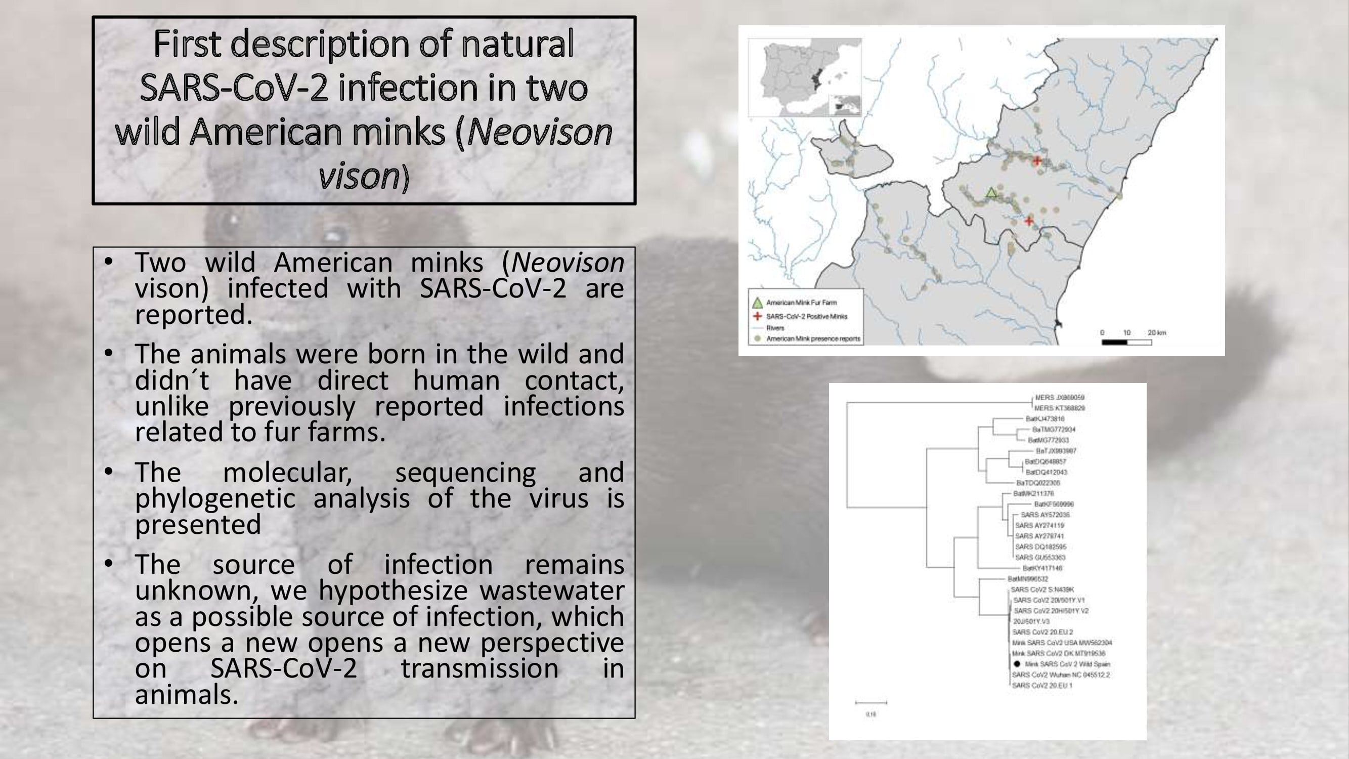 First Description Of Natural Sars Cov 2 Infection In Two Wild American Minks Neovison Vison V1 Preprints