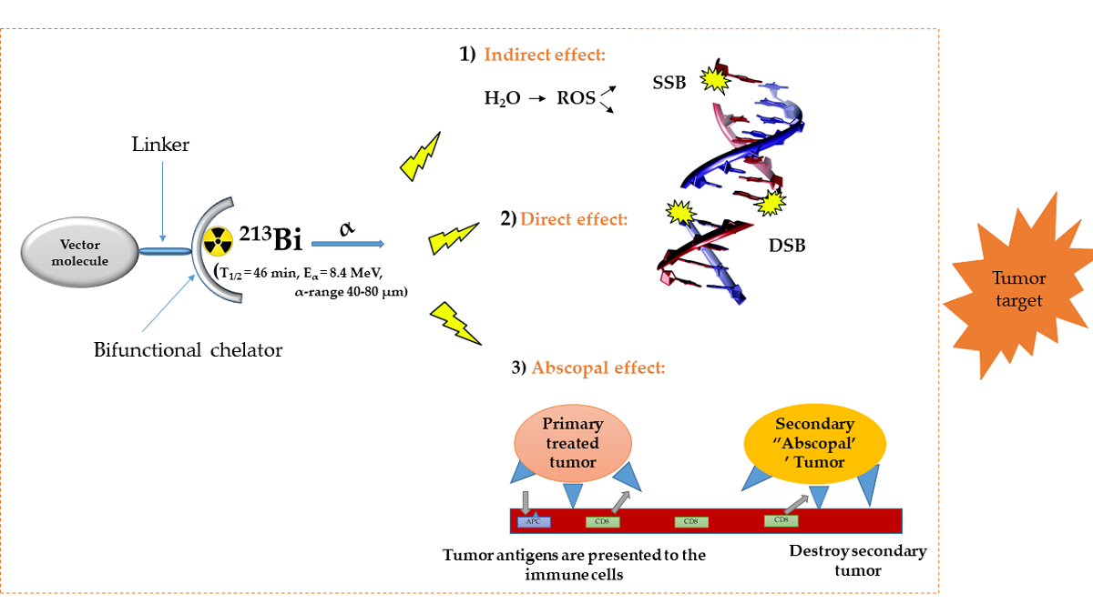 Bismuth 213 For Targeted Radionuclide Therapy From Atom To Bedside V1 Preprints